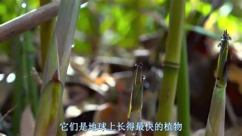 世界十大發明 竹子的生长